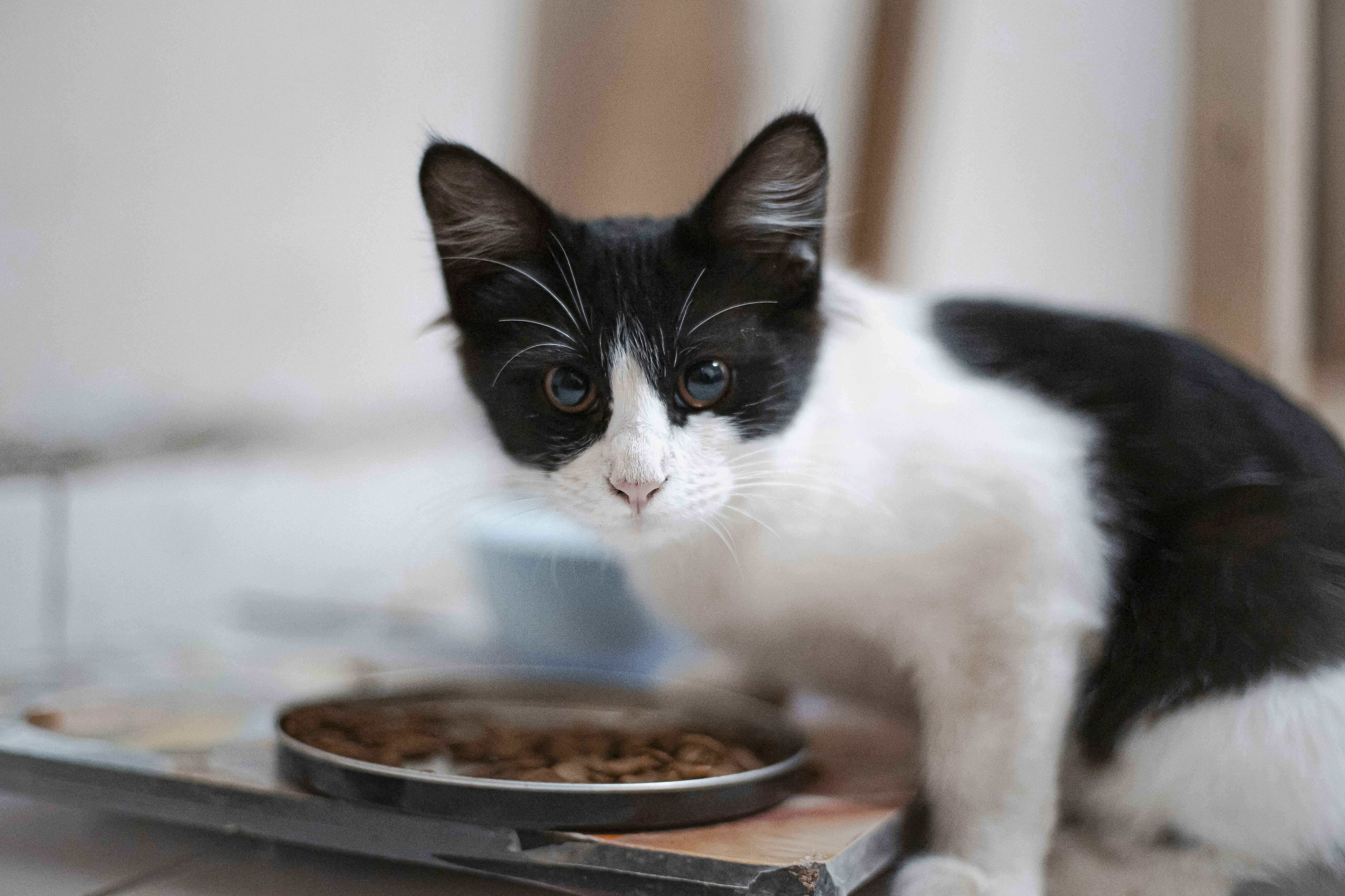 OutReach Pet